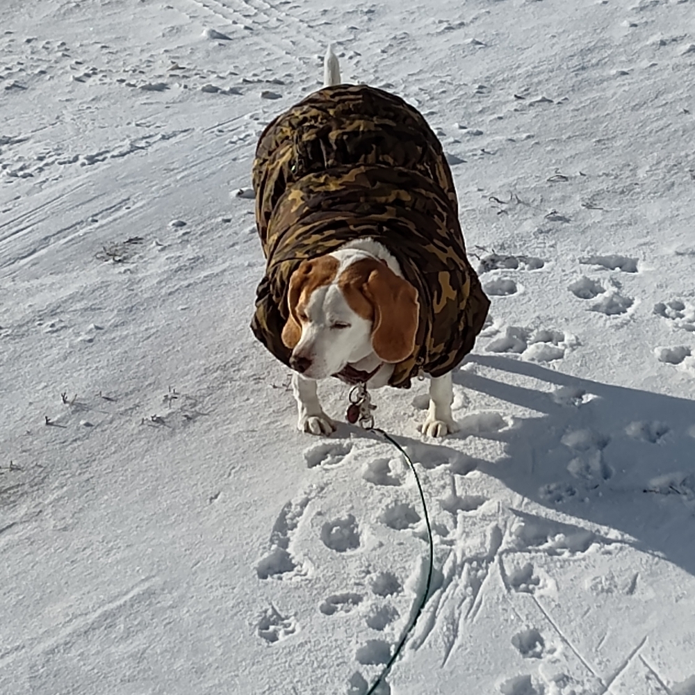 Meet My Beagle Bailey 💕